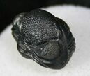 Perfectly Enrolled Eldredgeops Trilobite - NY #13193-3